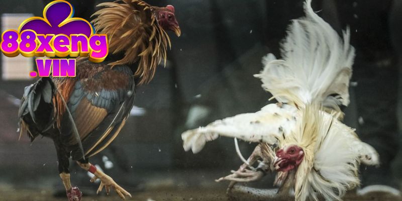 Tìm hiểu chi tiết về các loại kèo đá gà trực tuyến