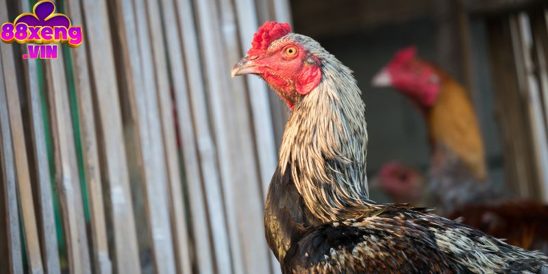 Cách chấp tiền gà chọi cần quan tâm đến điều gì?