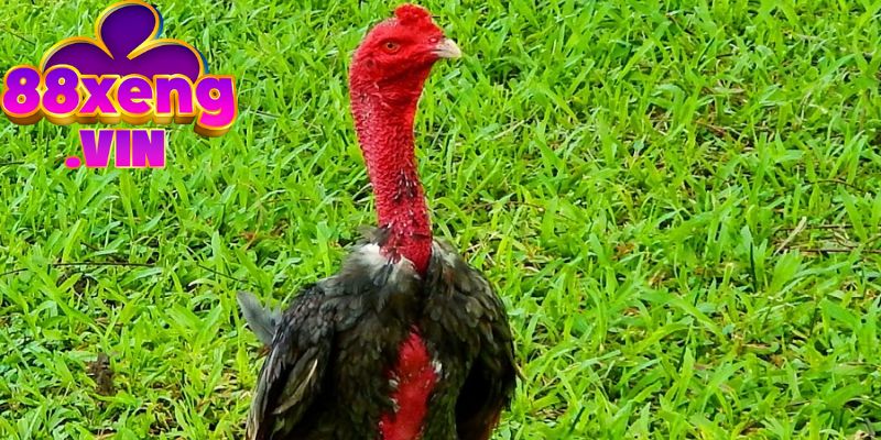 Chọn tướng gà đá dựa theo đặc điểm của mỏ gà