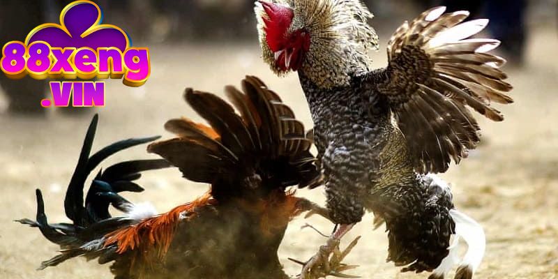 Hướng dẫn chọn tướng gà đá theo phần đầu