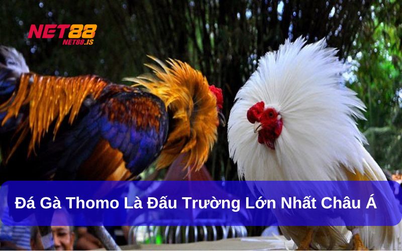 Giới thiệu về Đá Gà Thomo